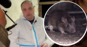  В Ярославле чиновники научились обманывать крыс перед смертью