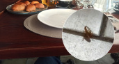 Жители Ярославской области пожаловались на школьный завтрак с тараканами