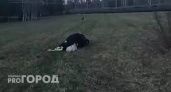  В Еремейцево Ярославской области корову убило током