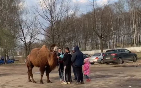 За истязание верблюда в Ярославле накажут бизнесменов