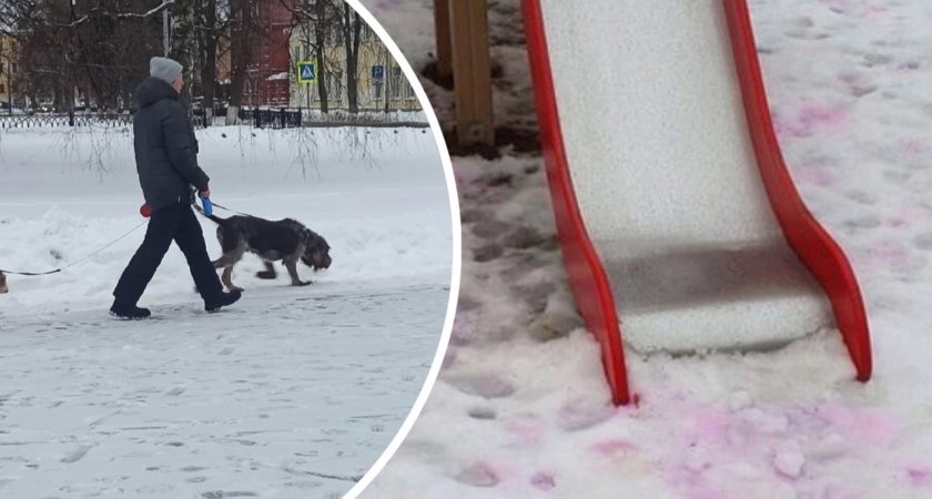 В Ярославле догхантеры разбросали отраву вокруг детской площадки 