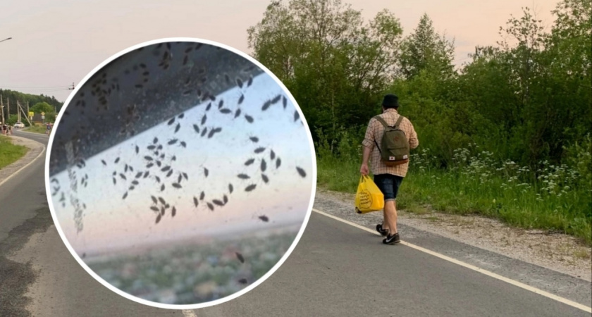 В Ярославской области начинается период власти комаров
