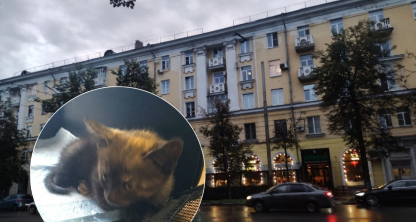 В Ярославле полицейские спасли на дороге раненого котёнка