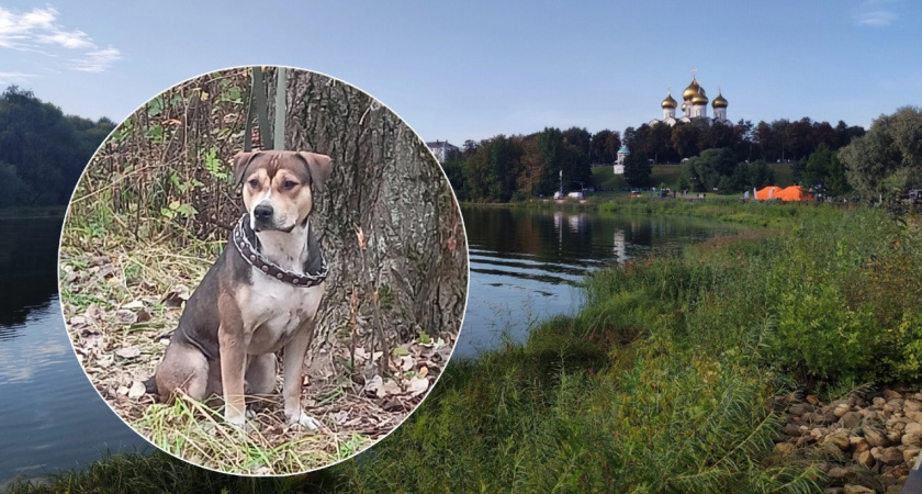 В Ярославле хозяева привязали собаку к дереву на берегу Которосли и бросили 