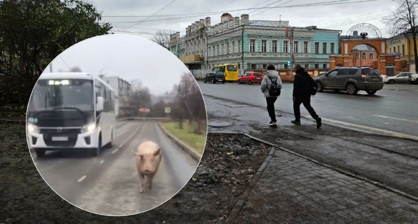 "На самовыгуле": под Ярославлем запечатлели разгуливающую по проезжей части хрюшку