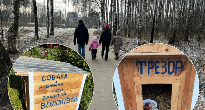 В Ярославле украли будку у бездомного Трезора