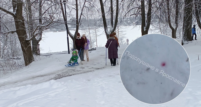 Ярославских собачников просят быть осторожнее из-за следов отравы на снегу