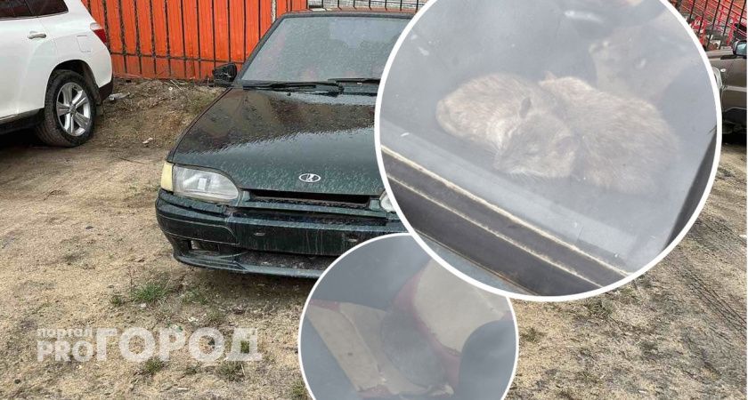 В Ярославле крысы нашли себе новый дом - заброшенную машину