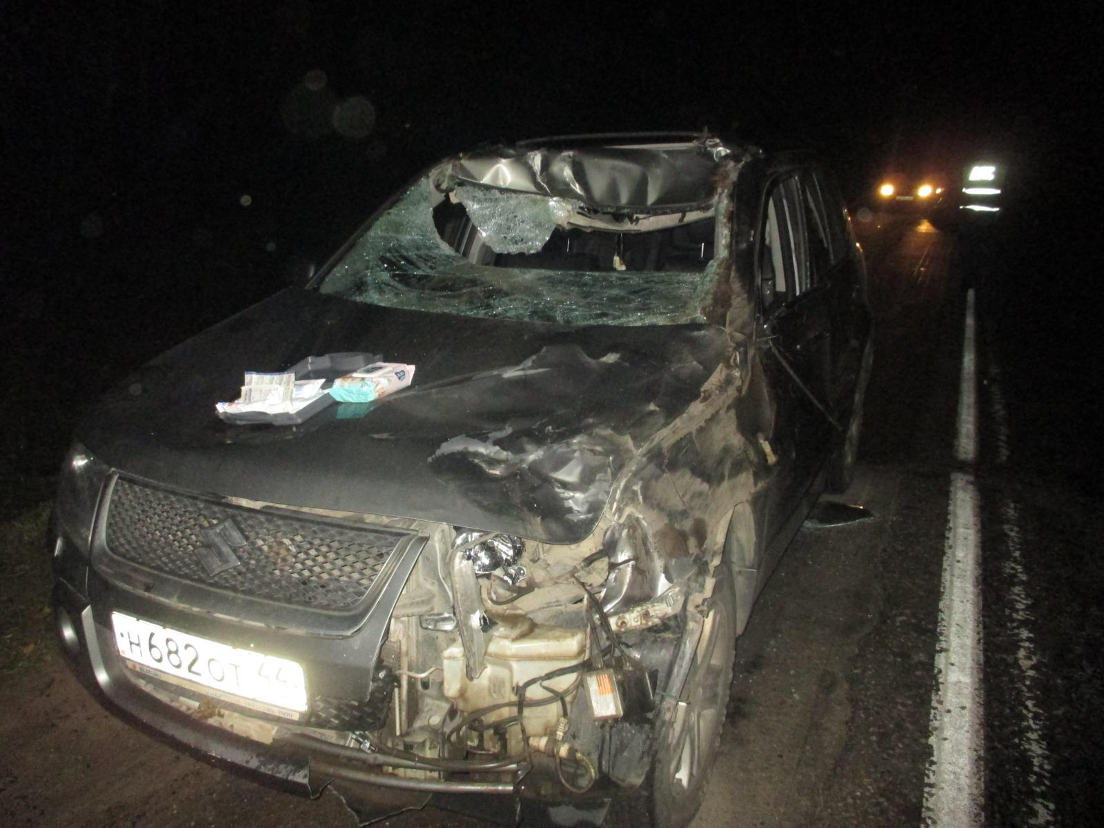 В Ярославской области выскочивший на дорогу лось сломал водителю нос
