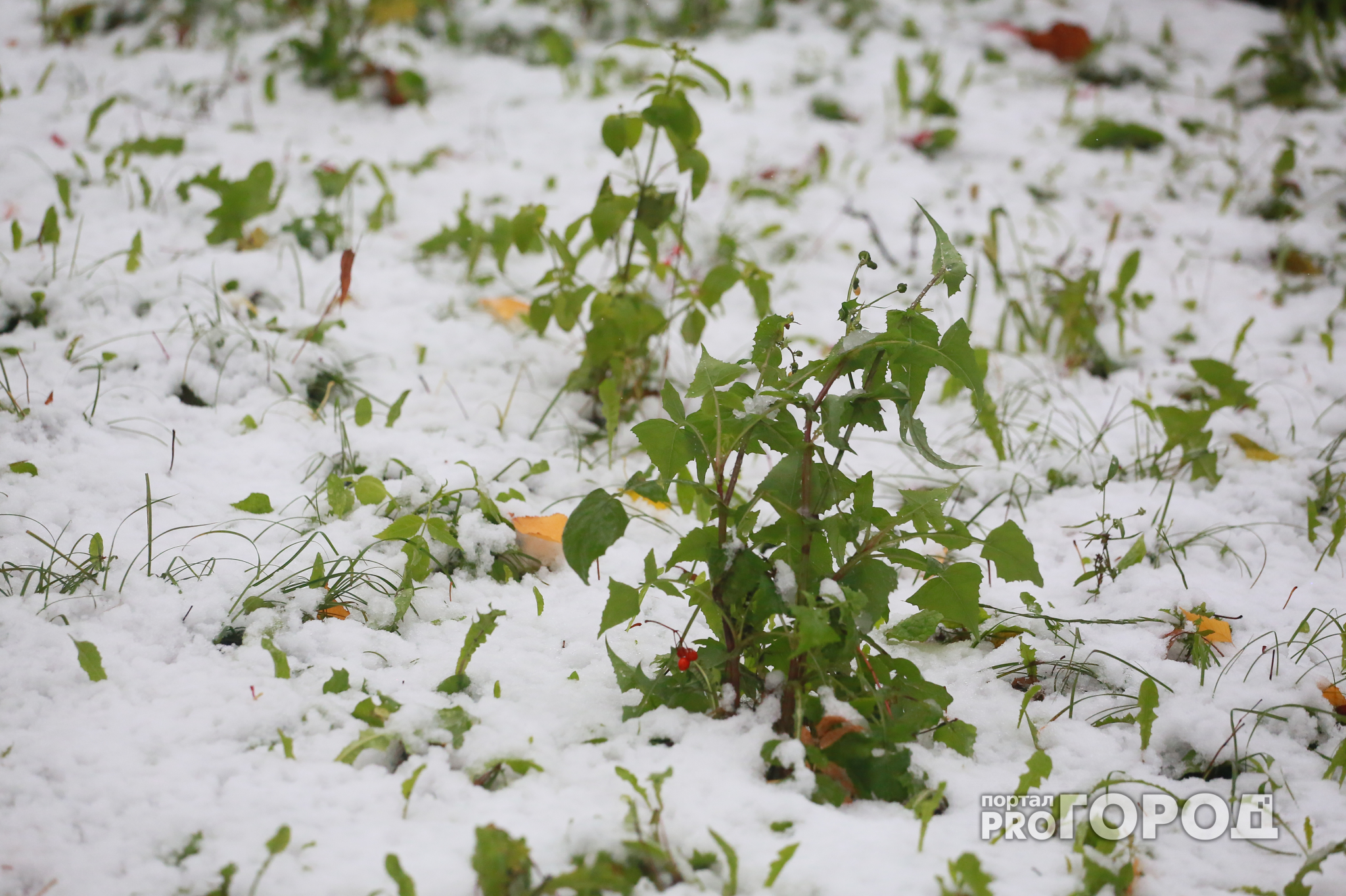 Первый снег в Ярославле может выпасть уже в конце недели