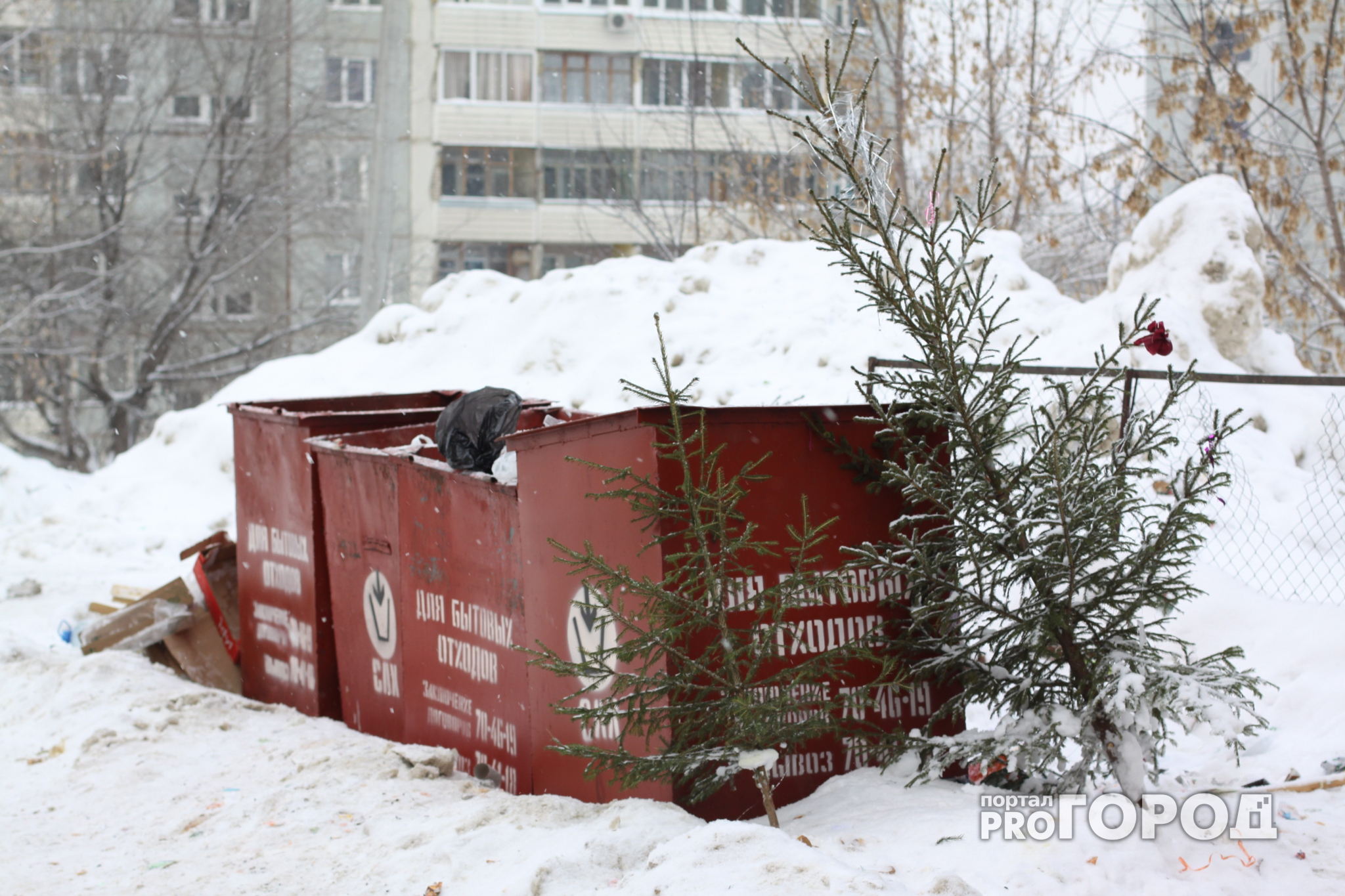 Ярославцев попросили не выбрасывать новогодние елки
