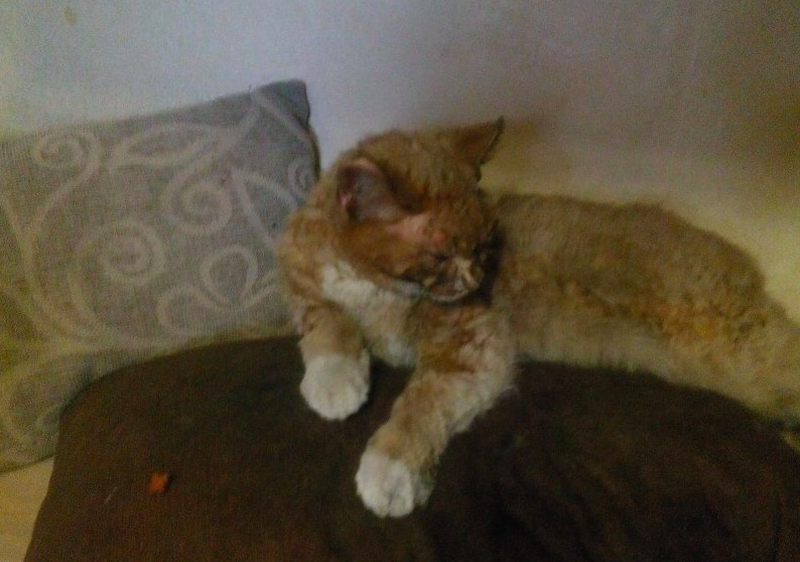 В Ярославле семья погорельцев спасла с пожара чужую кошку: фото