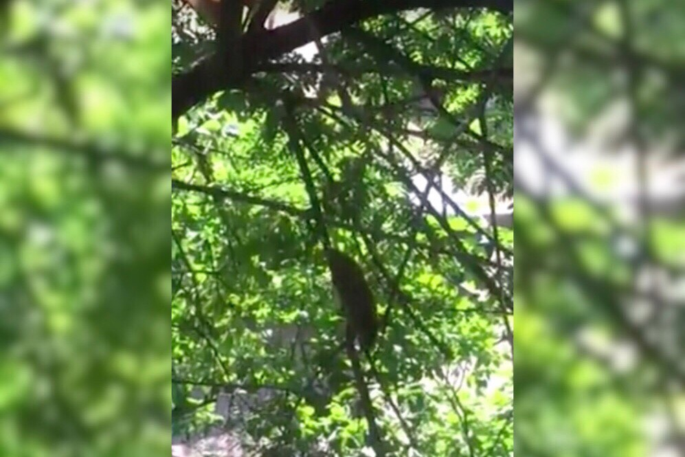 В Ярославле крысы прыгают с деревьев на головы жителей: жуткие кадры