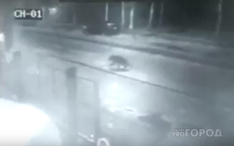 В самом центре Углича бегал дикий медведь: видео