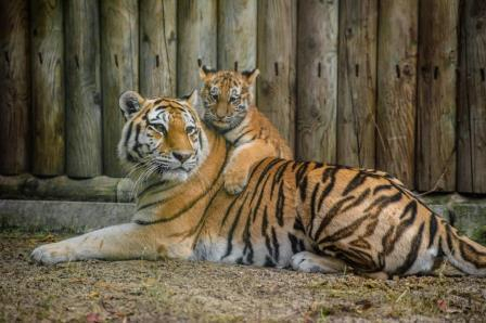 Подружка для тигра: в Ярославском зоопарке появилась полосатая питомица Яшма