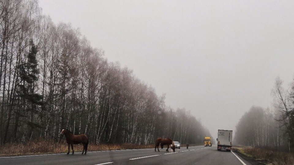 Лошади вышли на трассу под Ярославлем