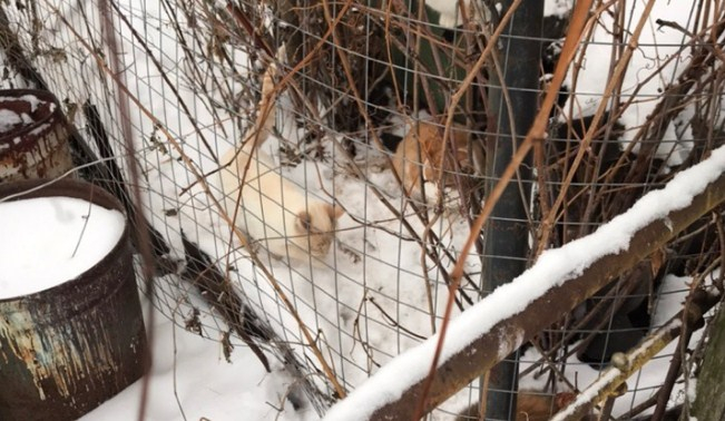 Бешенство добралось до кошек и собак: больных питомцев нашли под Ярославлем