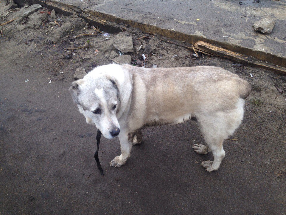Щенячьи слезы радости: ярославна нашла собаку спустя пять лет