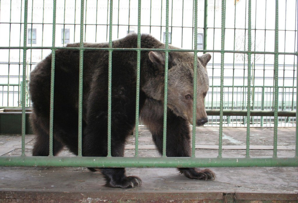 «Настоящая зима началась»: медведица Маша заснула в Ярославле