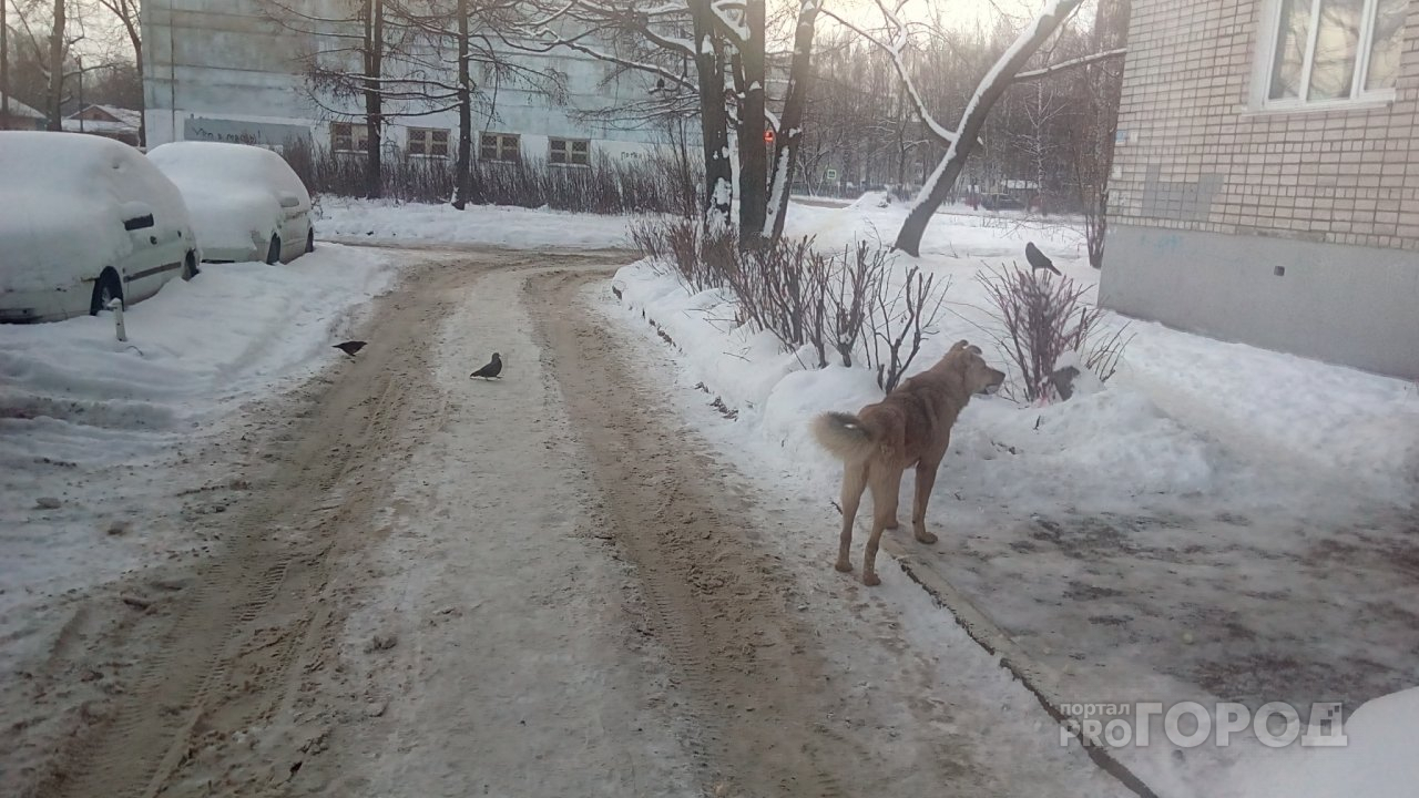 Ярославца застрелили из-за его собаки: подробности трагедии