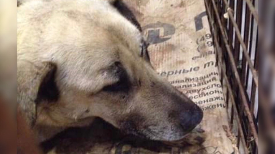 Жертва поезда: раненный пес нуждается в помощи ярославцев