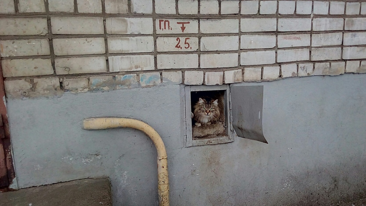 Задача будет простая: кастинг среди котов проводят в Ярославле