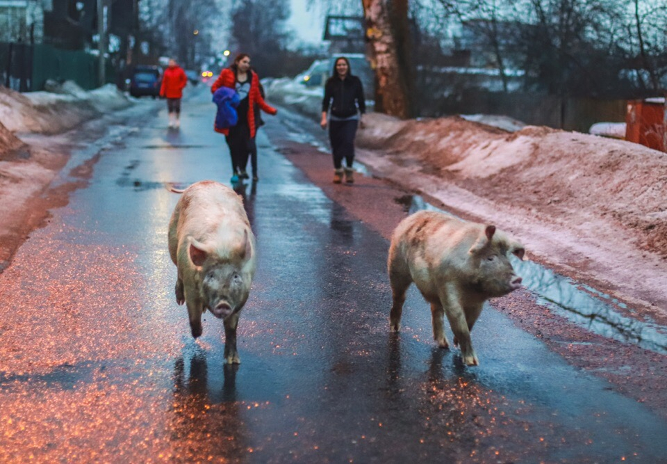 Новый тренд: огромные хряки гуляют вместе с собаками по Ярославлю