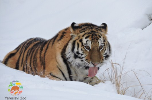 Разводить редких тигров начнут в Ярославском зоопарке