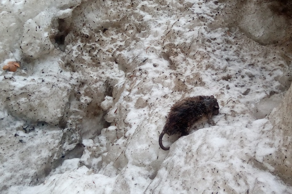 Нашествие крыс: грызуны бросаются под колеса авто в Ярославле