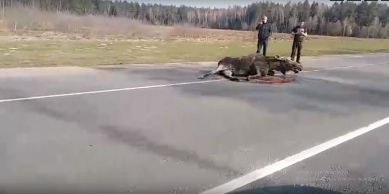 Судороги в крови: огромного лося сбили на трассе под Ярославлем