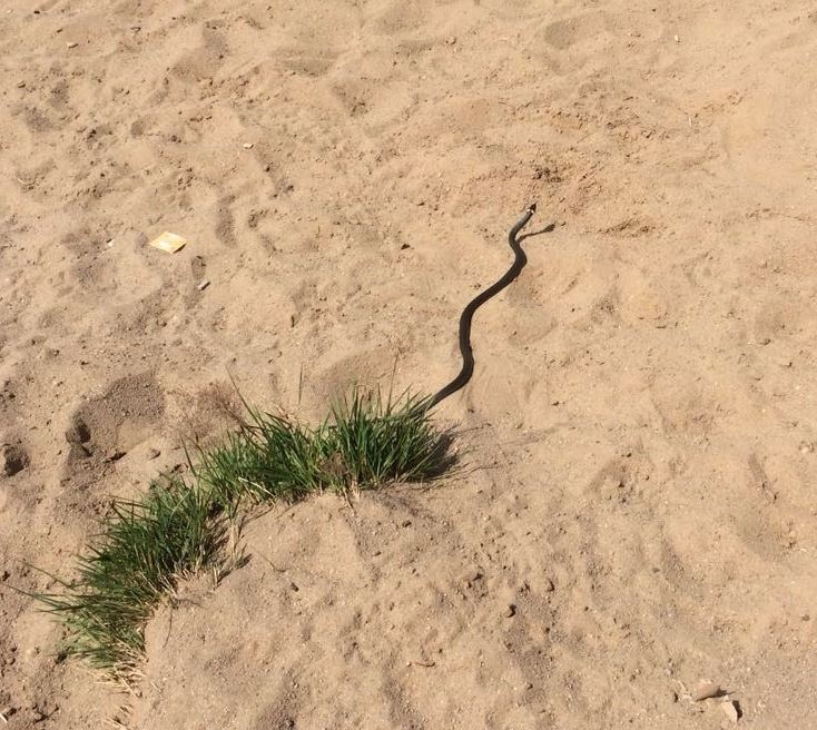 Скрывалась под песком: на пляже в Ярославле поселились змеи