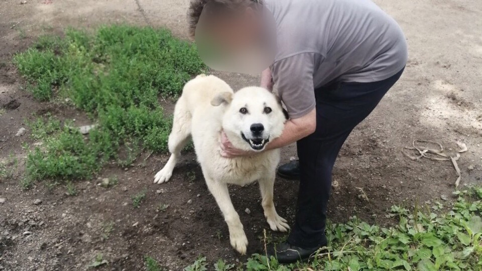 "Выбросили, как ненужный хлам": под Ярославлем собака умирает без еды и воды
