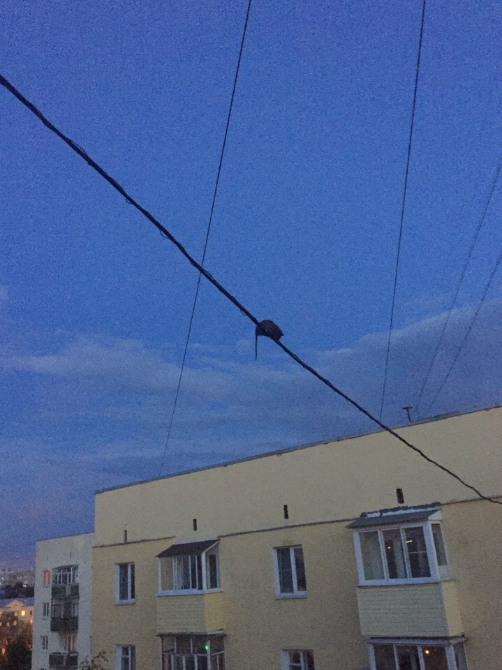 "Она видела наши дороги": в центре Ярославля появилась крыса-канатоходец