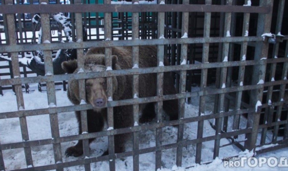 "Мы видели боль в глазах": в России исчезнут котокафе и мини-зоопарки
