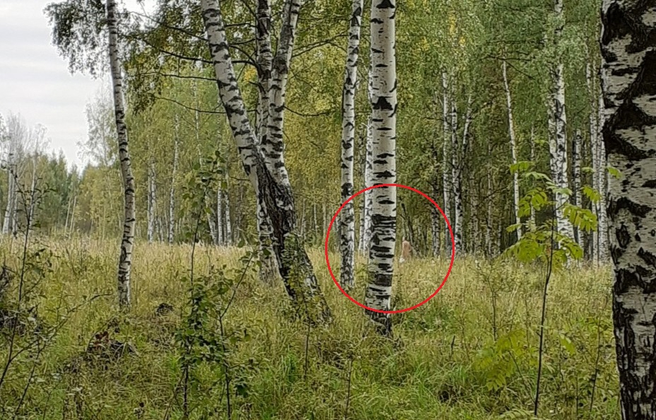 10 лет голый в лесу: ярославцы предупреждают о напугавшем их человеке