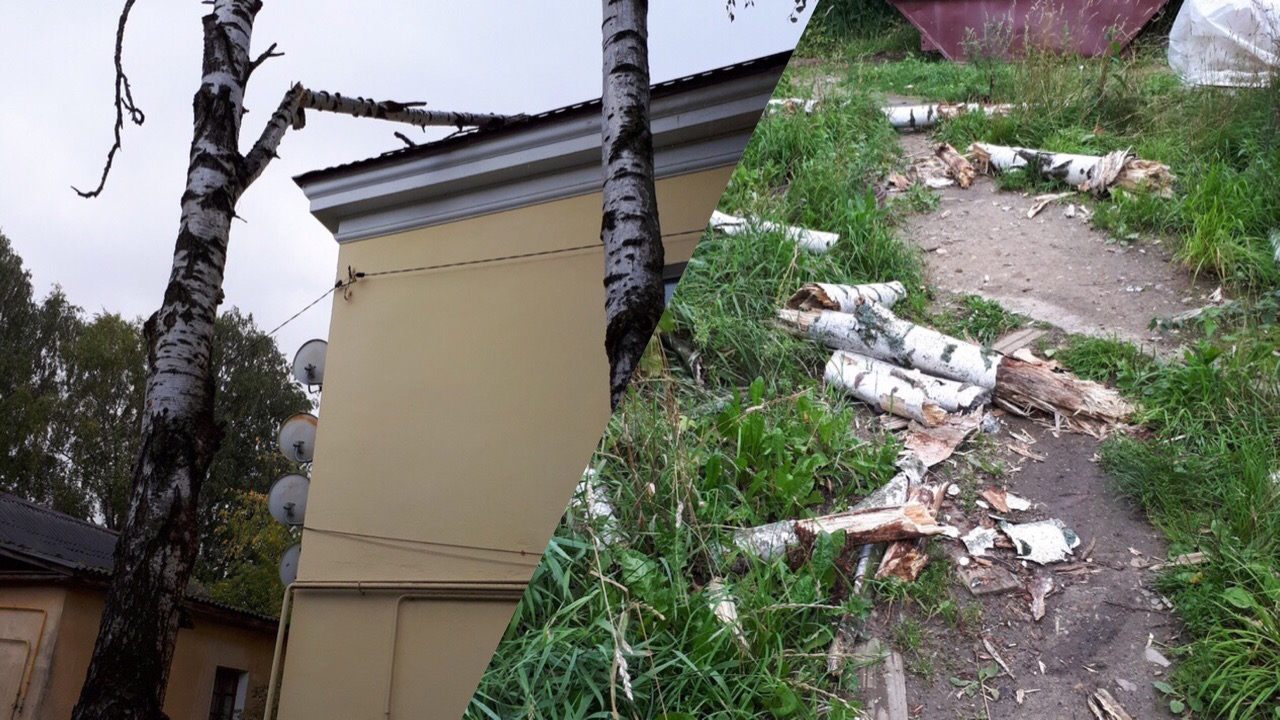 «Ветки летят нам на головы»: в Ярославле на жилой дом рухнуло дерево