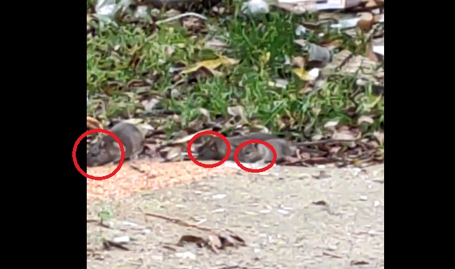 «Крысы бегают стаями»: ярославцы бьют тревогу из-за опасных грызунов в Брагино