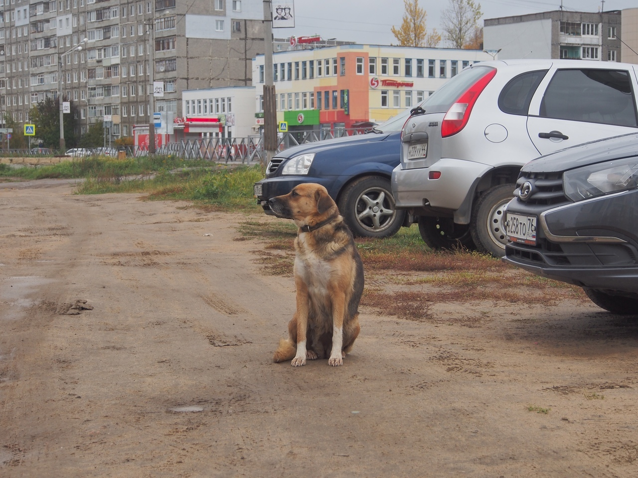 О смерти его не знает: собака месяц ждет умершего хозяина в Ярославской области