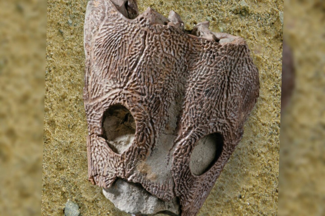 Трехметровое чудовище: череп предшественника динозавров нашли ярославцы