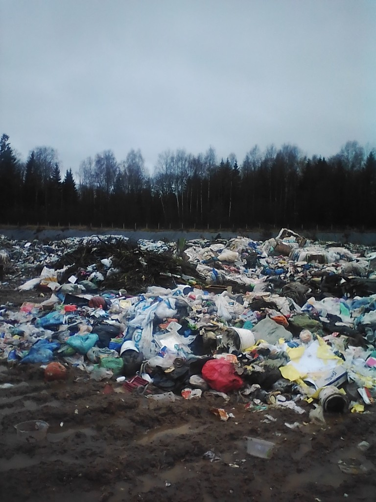 Собираем грибы прямо в мусоре: ярославцы просят власти подключиться к проблеме
