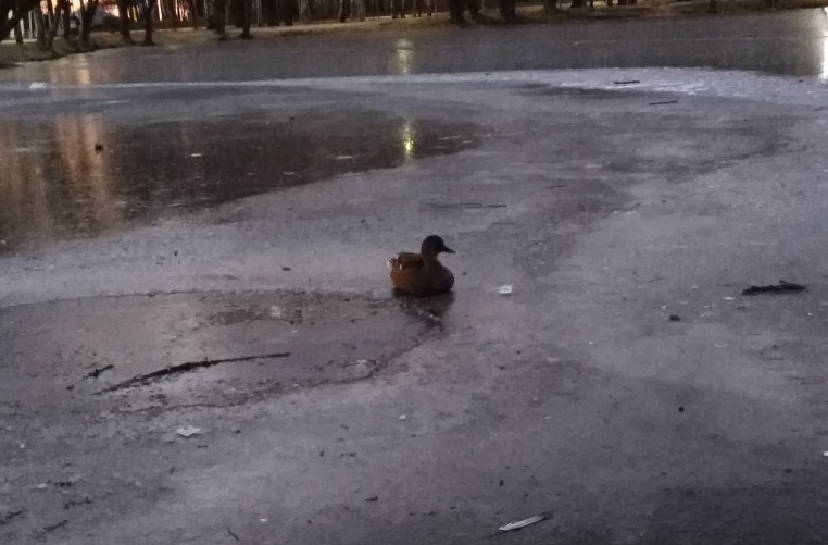 "Вы их кормите": утки массово вмерзают в лед в Ярославле