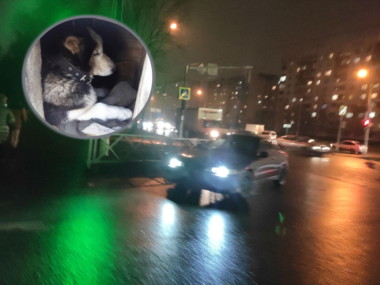 Стрелял в шею и душил: садиста-живодера ищут хозяева покалеченного пса в Ярославле