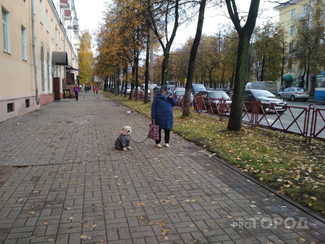 Ад для собачников: вводят новые правила содержания животных в Ярославле