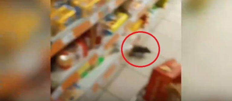 «Шныряют около детей»: крысы кошмарят людей в продуктовых магазинах Ярославля