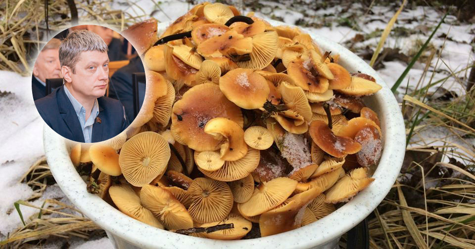 "Природа сошла с ума": из-за аномальной погоды Ярославль заполонили грибы