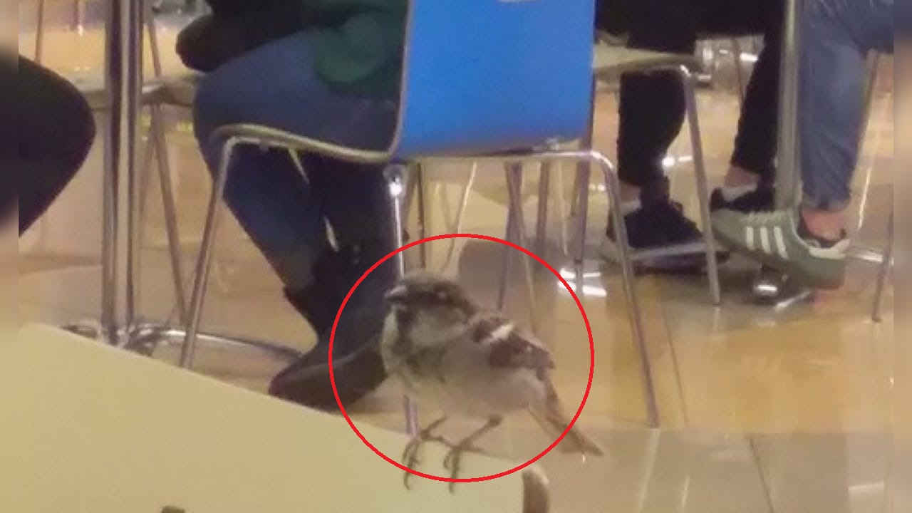Прилетают доедать за людьми: ярославцы шокированы птицами на фудкорте в ТЦ