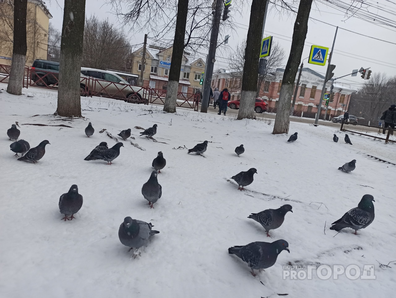 Нарушена пищевая цепочка: эксперты раскрыли последствия бесснежной зимы в Ярославле