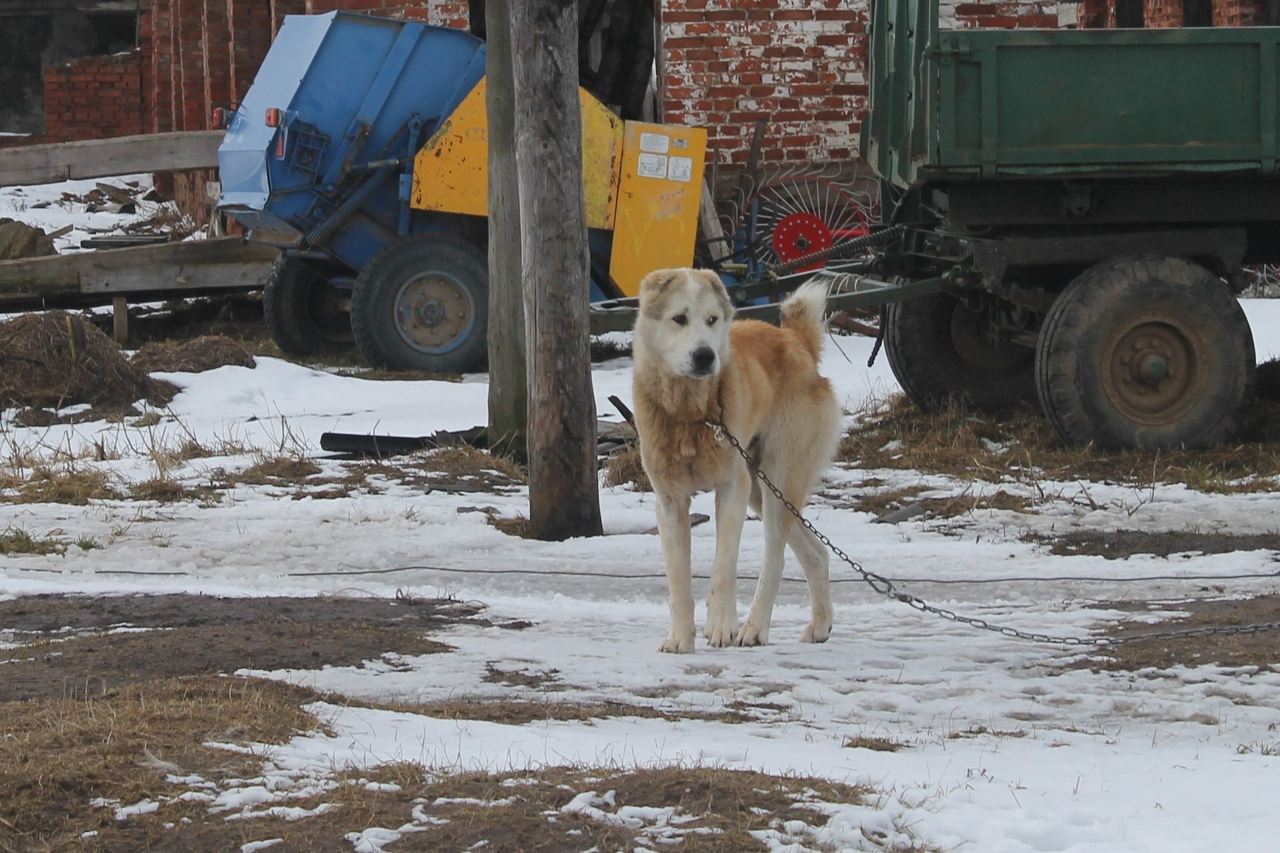 Живой скелет на цепи: умирающего пса просят спасти ярославцы