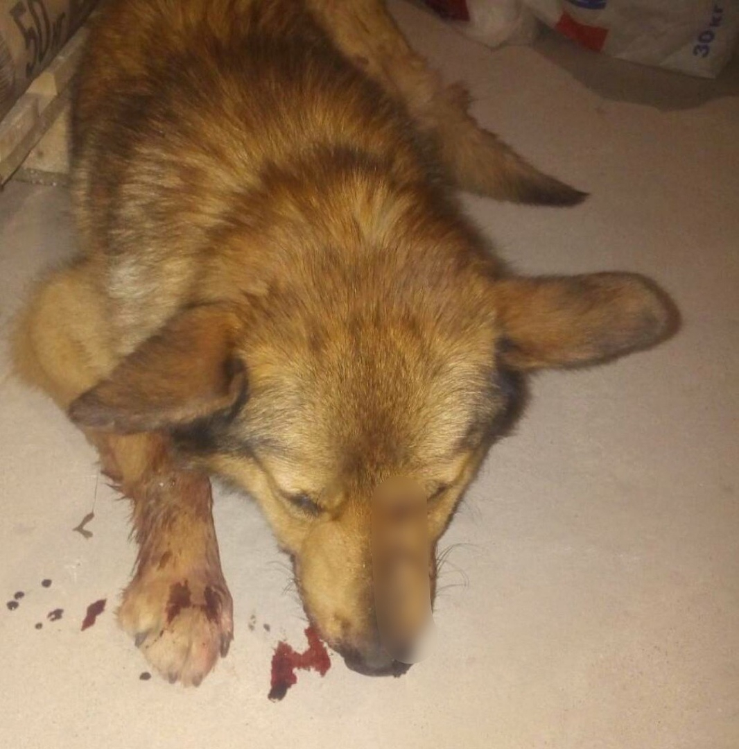 «Прострелили нос и челюсть»: ярославна ищет извергов, которые изуродовали ее собаку