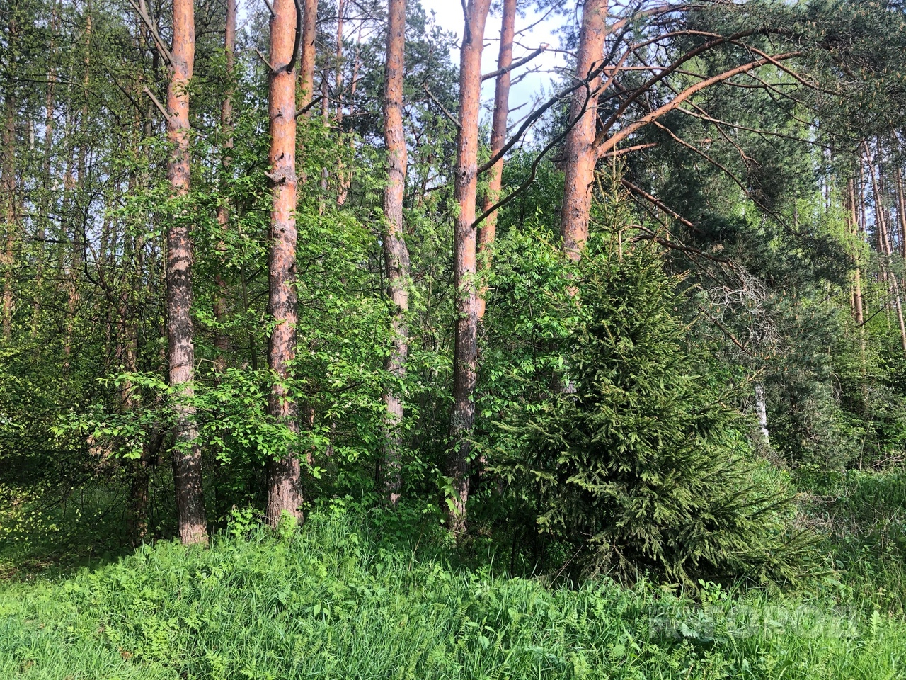За ярославским лесом присмотрят: приняты меры против пожаров